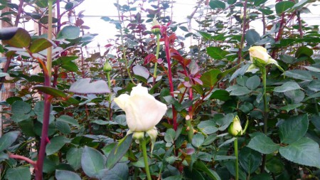 Rosas de variedad Mondial en estado listo para cosecha