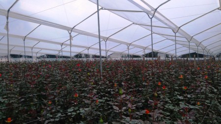 Cultivo de rosas High Yellow