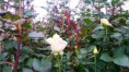 /album/fotogaleria/img-20160630-wa0002-jpg/