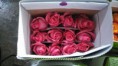 Fucsia